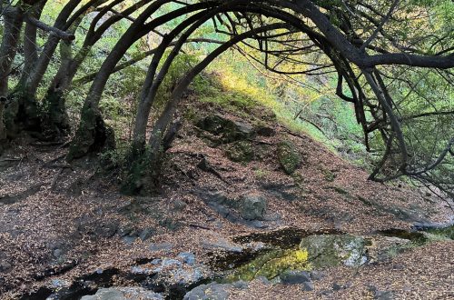 Tilden Park