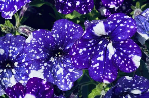 Flores