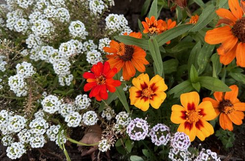 Flores de Berkeley