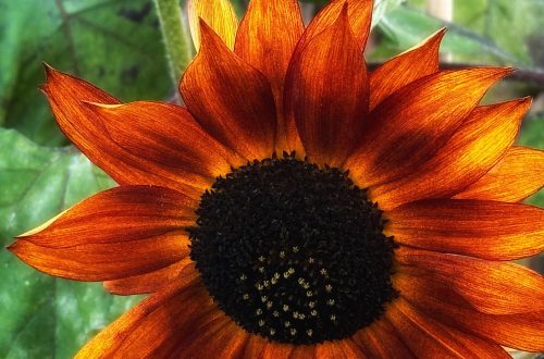 A sunflower from Berkeley