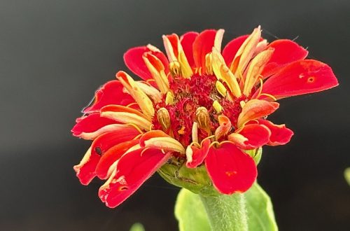 Una flor