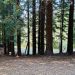 Redwood trees in Tilden Park