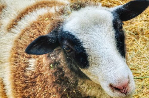 A sheep from the Little Farm in Tilden Park