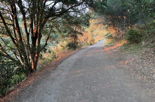 Tilden Park