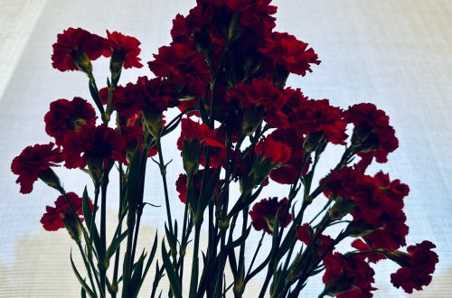 Flores