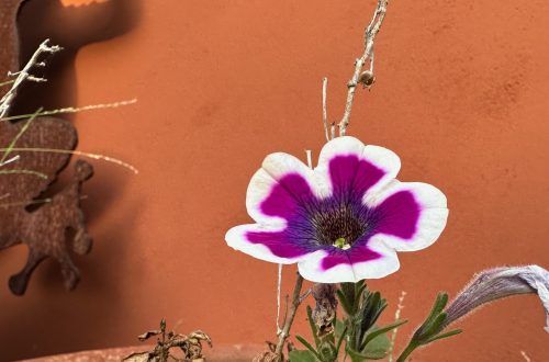 Una flor del jardín en octubre de 2024