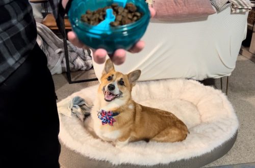 Mayday, el corgi de Chando