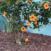 Flores del barrio