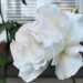 A white rose