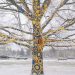 2013 temporary crochet installation by textile artist Carol Hummel