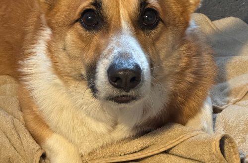 Mayday, the corgi