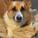 Mayday, the corgi