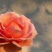 A peach rose from Berkeley