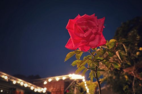A photo of rose taken during the night using nightmode