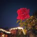 A photo of rose taken during the night using nightmode