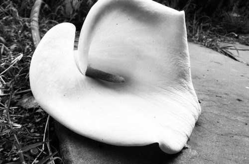 A black and white Alcatraz flower