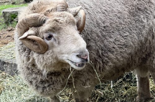 Ramsey the ram at the Little Farm in Berkeley