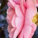 A pink flower from Berkeley