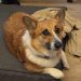 Mayday the family corgi dog