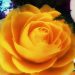 A yellow rose