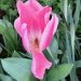 A pink flower from Berkeley