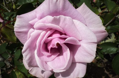A purplish rose