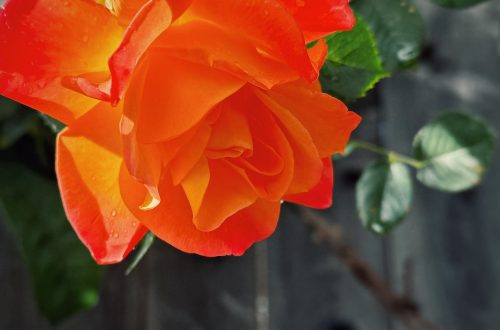 An orange rose