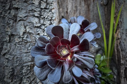 A dark succulent