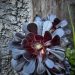 A dark succulent