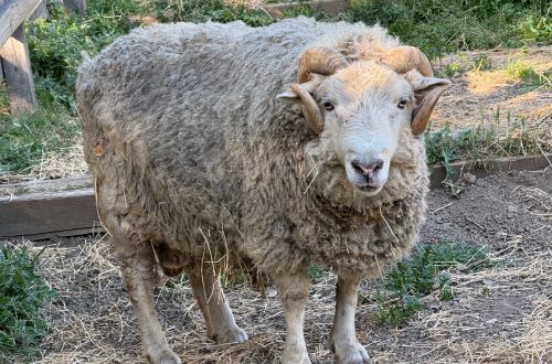Ramsey, the ram at the Little Farm in Tilden Park