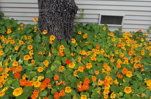 Orange and yellow flowers