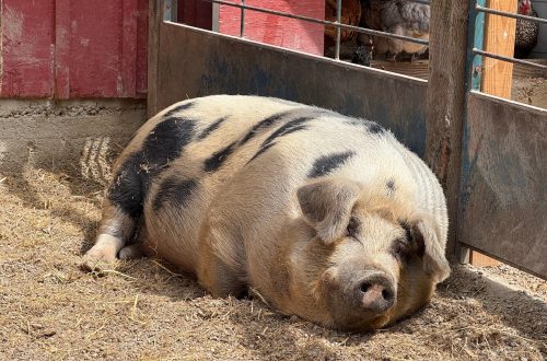 A pig at the Little Farm in Tilden Park
