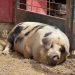 A pig at the Little Farm in Tilden Park