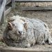 A ram lying down