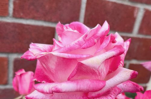 A pinkish rose