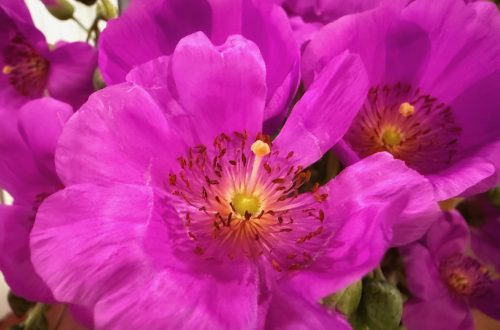 A pink flower