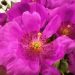 A pink flower