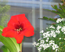 Roja flor