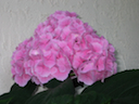Flor bonita
