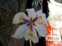 Florecitas de muchos colores