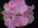 Florecitas rosaditas