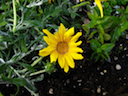 Girasol