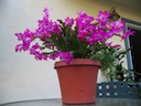 Planta flor